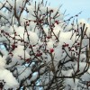 2008年2月10日　雪の積もった梅の木